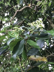 Syzygium levinei