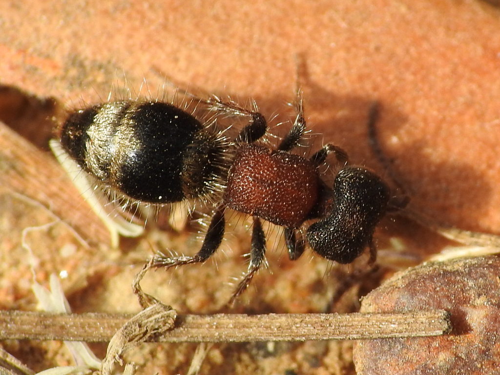Myrmilla calva