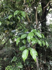 Syzygium levinei