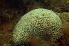 Plesiastrea versipora