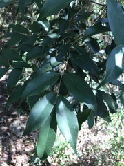 Syzygium levinei