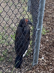 Bucorvus leadbeateri
