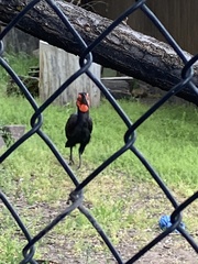 Bucorvus leadbeateri