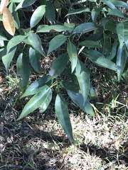 Syzygium levinei