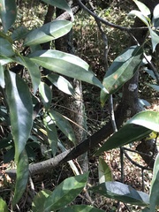 Syzygium levinei