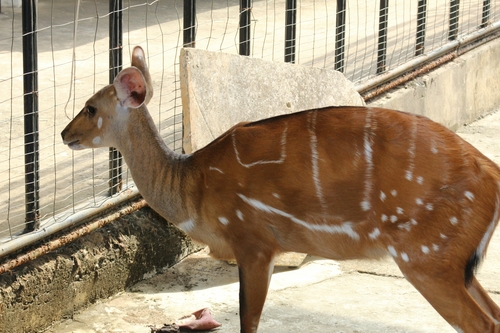 Tragelaphus scriptus