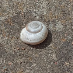 Harmozica ravergiensis