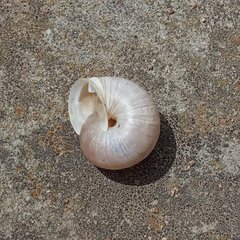 Harmozica ravergiensis