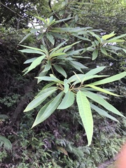 Syzygium nervosum