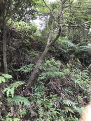 Syzygium nervosum
