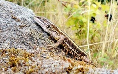 Liolaemus cyanogaster