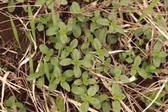 Ziziphora clinopodioides