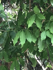 Syzygium nervosum