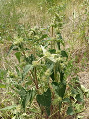 Phlomoides tuberosa