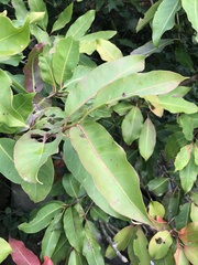 Syzygium nervosum