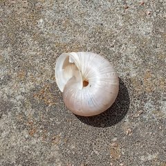 Harmozica ravergiensis