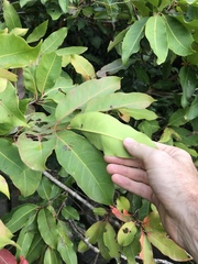 Syzygium nervosum