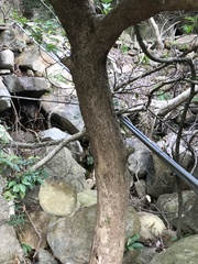 Syzygium nervosum