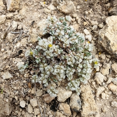 Paronychia aretioides