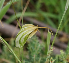 Pterostylis decurva