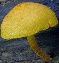 Pholiota granulosa image
