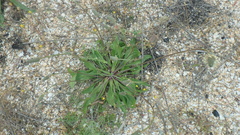 Plantago lanceolata