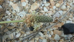 Plantago lanceolata