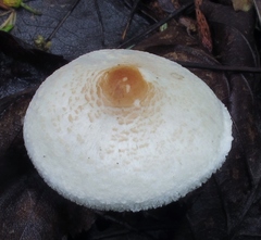 Lepiota cristata image