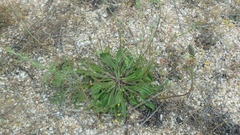 Plantago lanceolata