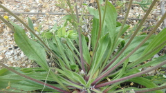 Plantago lanceolata