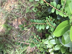 Phyllanthus cochinchinensis