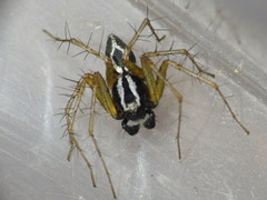 Oxyopes nigripalpis