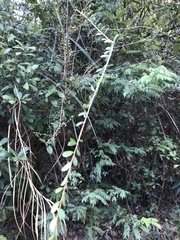 Phyllanthus cochinchinensis