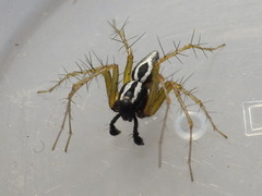 Oxyopes nigripalpis