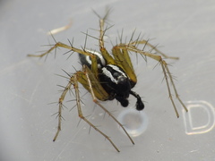Oxyopes nigripalpis