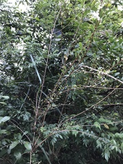 Phyllanthus cochinchinensis