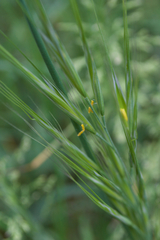 Bromus arvensis
