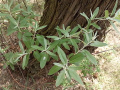 Elaeagnus angustifolia
