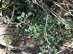 Phyllanthus cochinchinensis