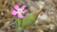 Silene subconica