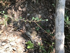 Phyllanthus cochinchinensis