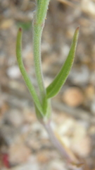 Silene subconica
