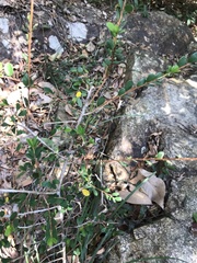 Phyllanthus cochinchinensis