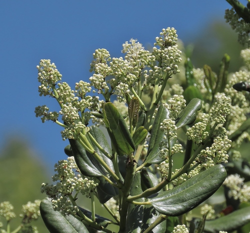 Snowbrush Ceanothus