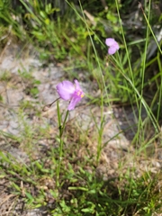 Callisia ornata