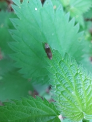 Athous haemorrhoidalis