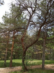 Elaeagnus angustifolia