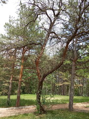 Elaeagnus angustifolia