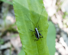 Pholidoptera griseoaptera