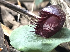 Corybas fimbriatus
